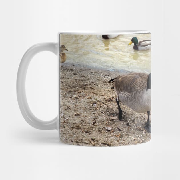 Canada Geese Walking Along a Beach by BackyardBirder